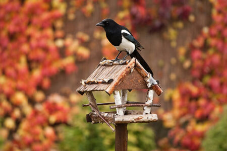 Vogelhäuschen im Hausgarten